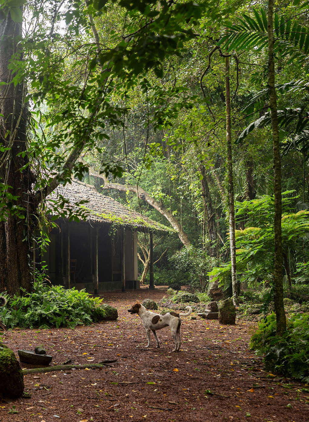 A shaded path through the lush Kadadasi forest, with the workshop visible between the trees